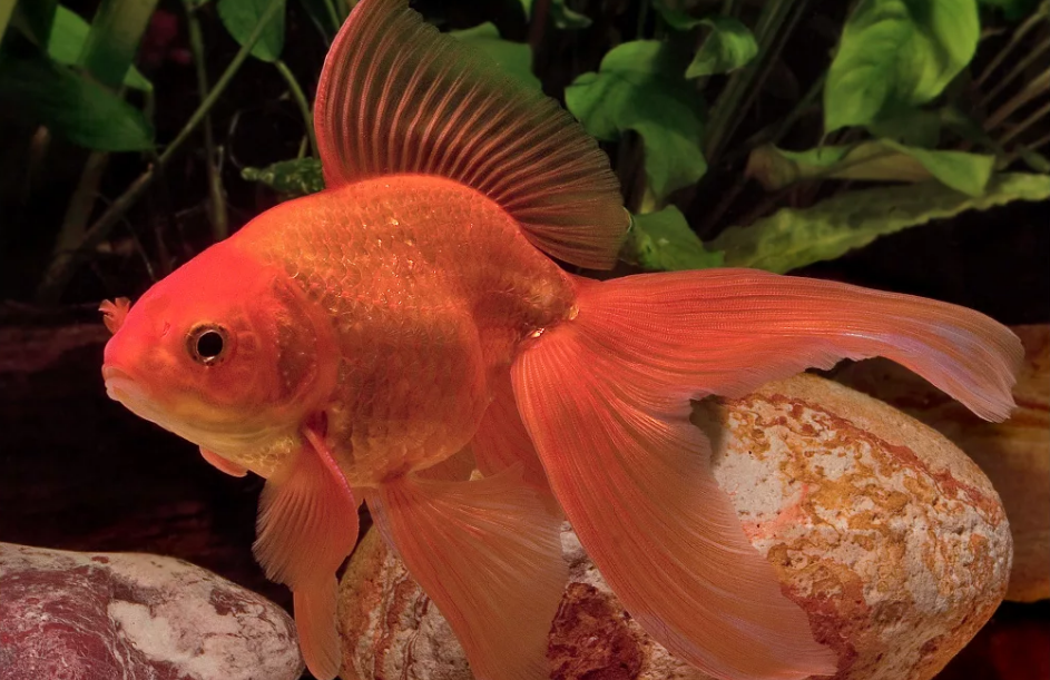 Аквариум с золотыми рыбками по фэн-шуй - лучший талисман богатства: форма и размеры аквариума