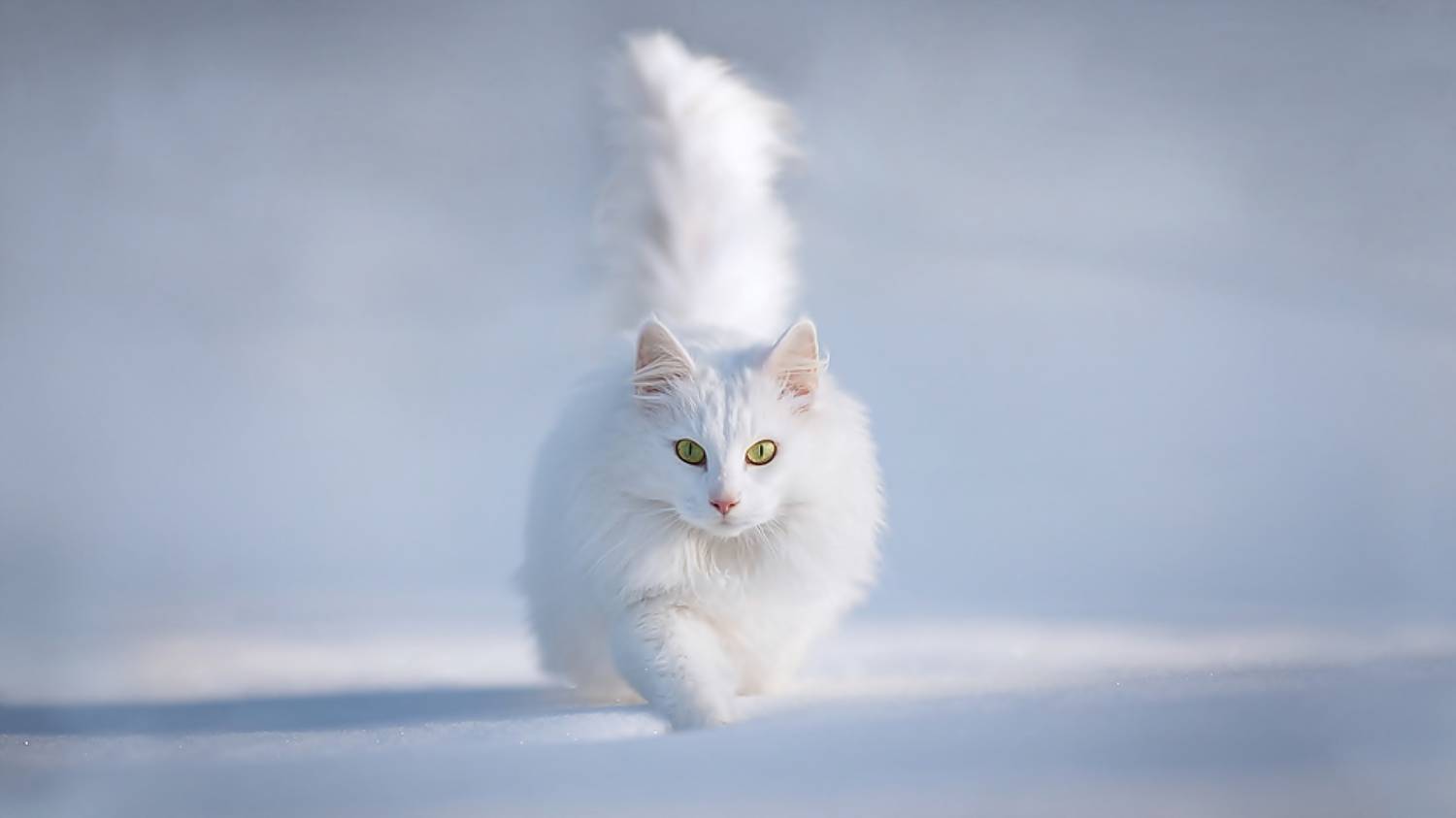 кот бежит по снегу