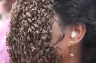 Женщина с пчелами на лице! 18 невероятных случая с животными
