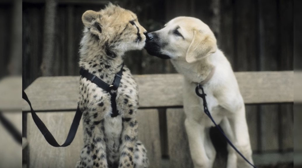 10 невероятных и необычных дружб животных